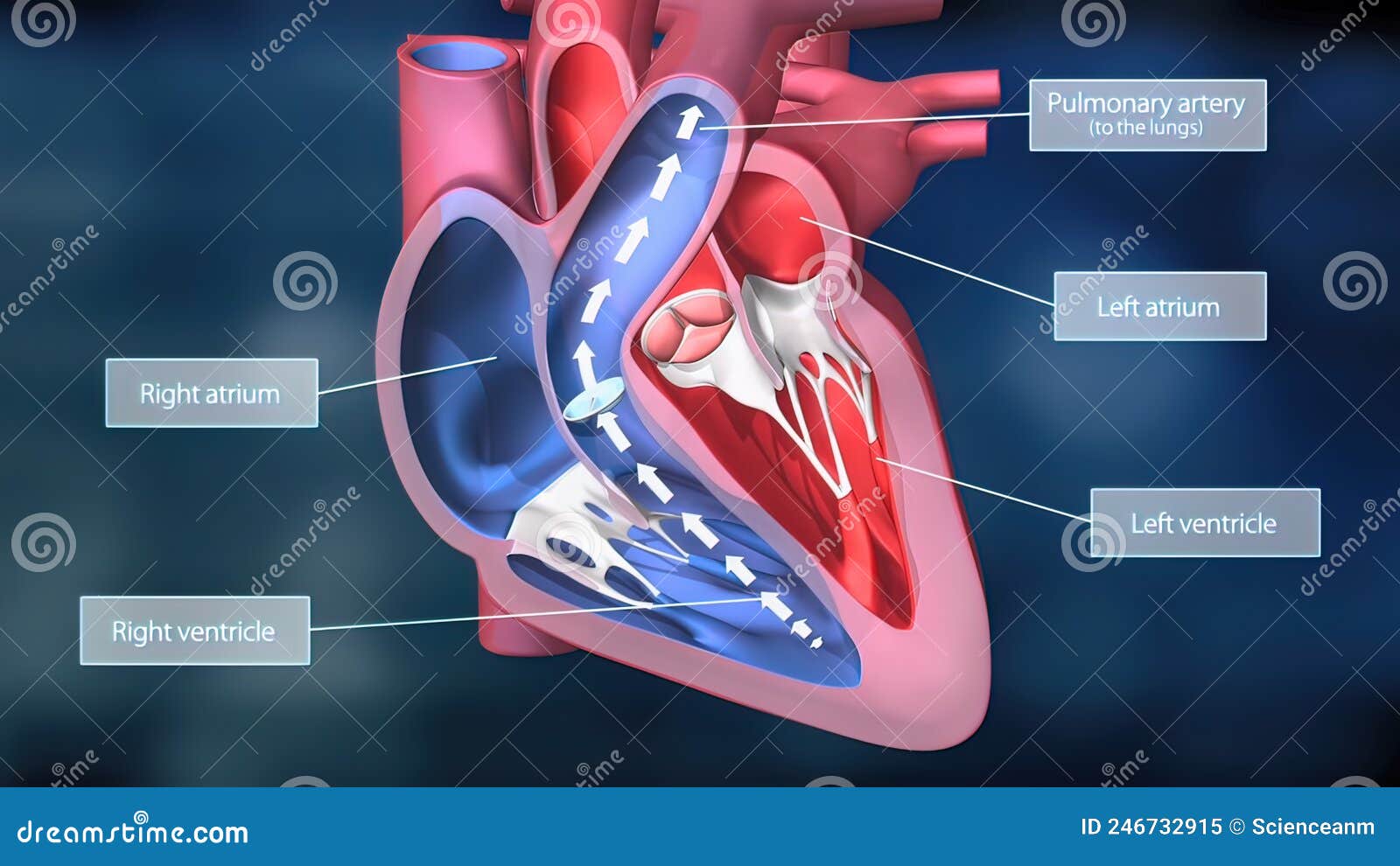 Heartwork System. Pumps Blood through the Human Body Stock Illustration ...