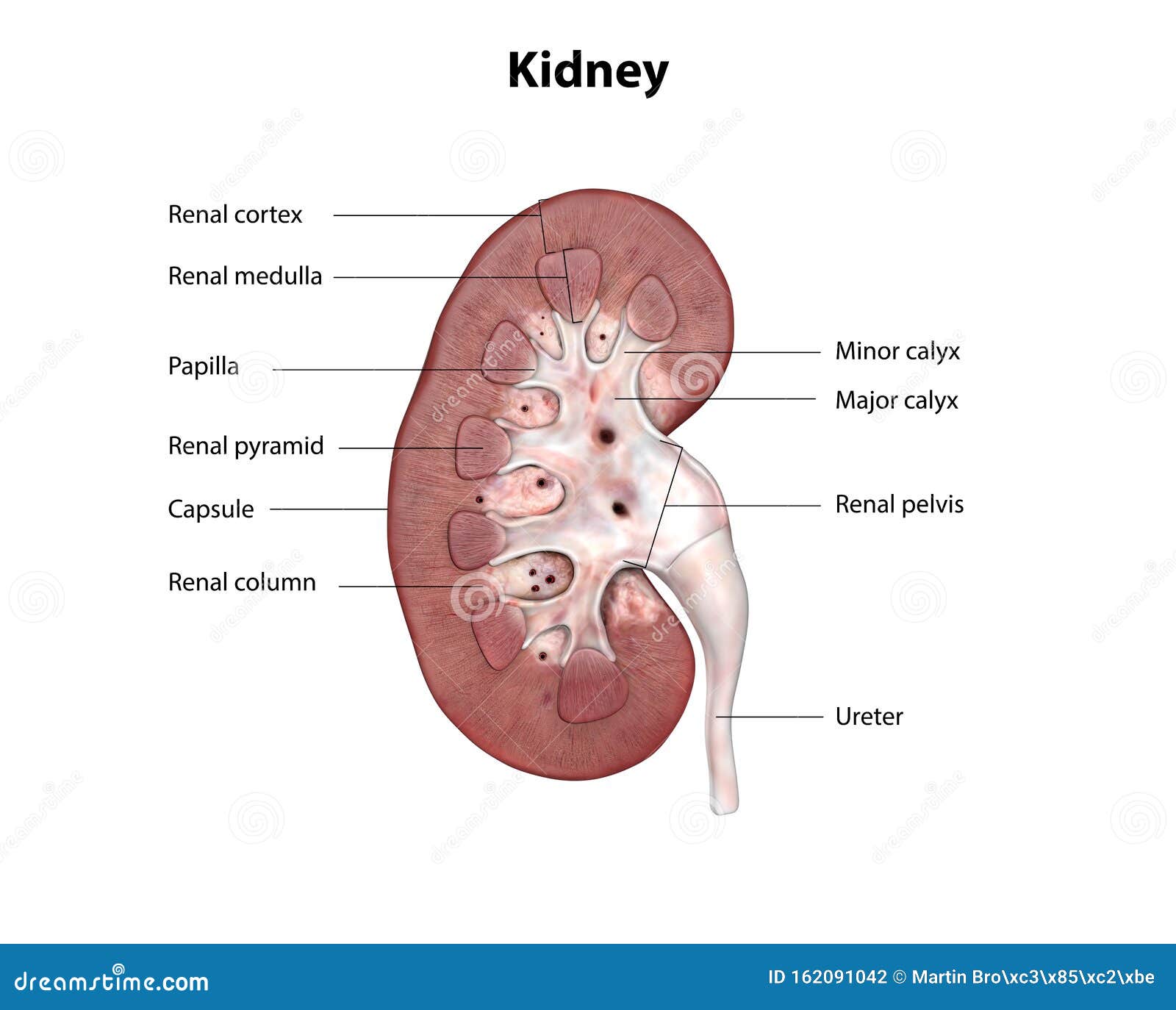 Anatomy of the Human Kidney, Cross Section Stock Illustration ...