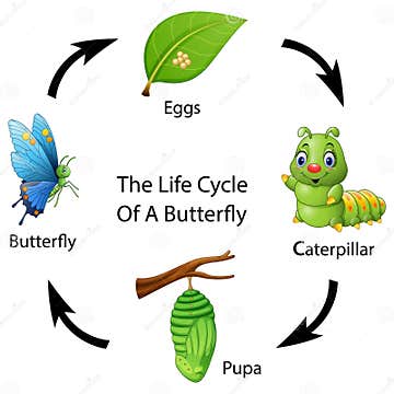 The Life Cycle of a Butterfly Stock Vector - Illustration of mascot ...