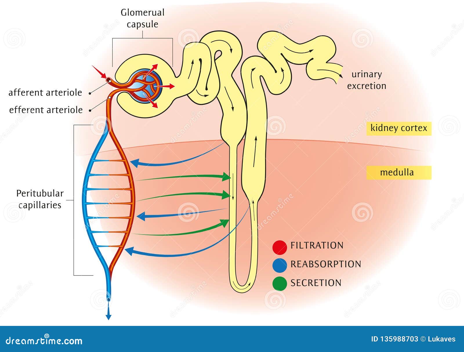 Diagram Of Nephron