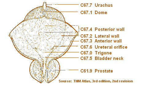 Bladder Dome Anatomy