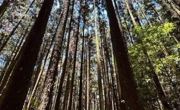 台中｜馬崙山：超夢幻整片二葉松，漫步絕美五星級林道