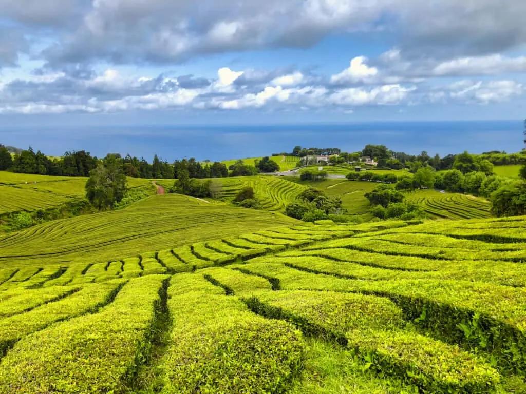 Cha Gorreana Plantation