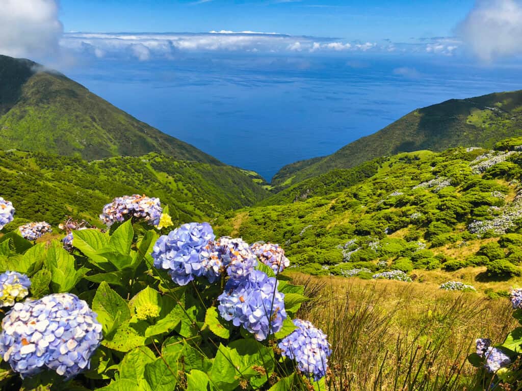 Hydrageas Azores