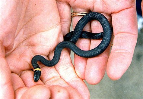 Northern Ringneck Snake Diadophis Punctatus Edwardsi Photo Edwin