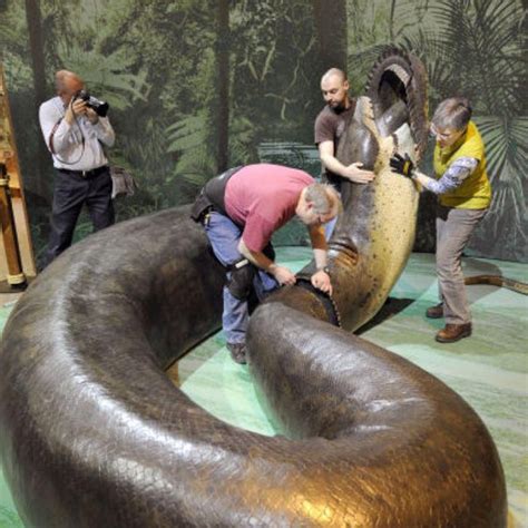 Titanoboa The Giant Snake