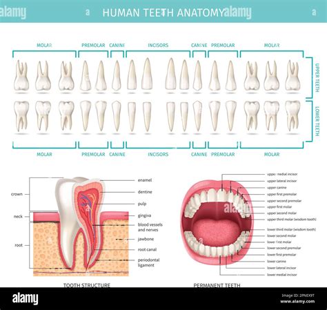 Human Dental Anatomy Chart With Realistic Jaw And Tooth Vector