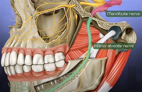 How Nerves Work In Your Teeth 1 Dentist In California 95035