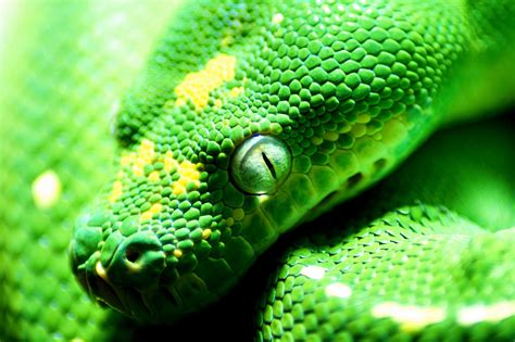 Green Snake Photography By Klaus Vartzbed Artmajeur