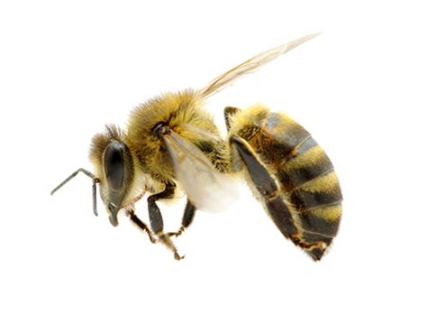 Flying Honey Bee Png Clipart Png Mart