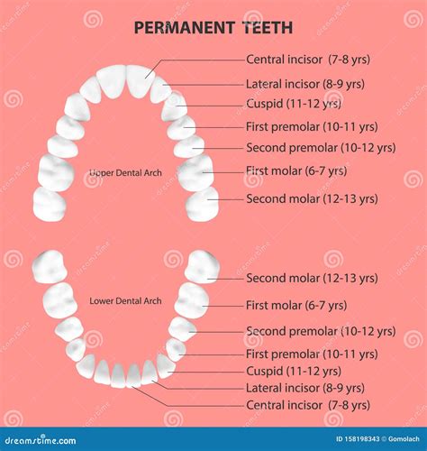 Vector 3d Realistic Teeth Upper And Lower Adult Jaw Top View Anatomy