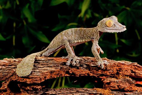 Giant Leaf Tailed Gecko Uroplatus Photograph By David Northcott Pixels