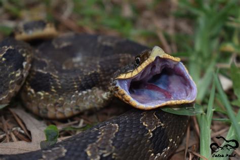 Eastern Hognose Snake A Guide To Snakes Of Southeast Texas · Inaturalist