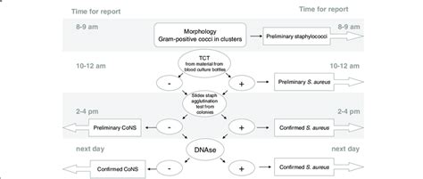 Flowchart For Identifying Gram Positive Cocci In Clusters After The