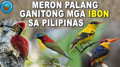 8 Magagandang Mga Ibon Na Makikita Sa Pilipinas Philippines Beautiful