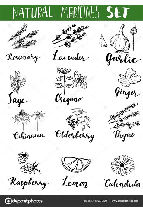 Colección De Hierbas Y Plantas Medicinales Vector Dibujado A Mano