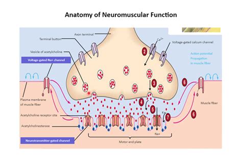 Neuromuscular Junction Diagram Neuromuscular Junction Science Diagrams