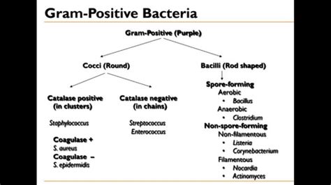 R Urinary Tract Infections Flashcards Quizlet