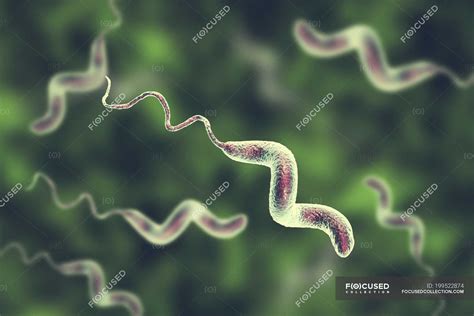 Campylobacter Jejuni Bacteria With Flagella Digital Artwork Medical