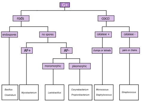 Gram Positive Identification Chart Best Image Home