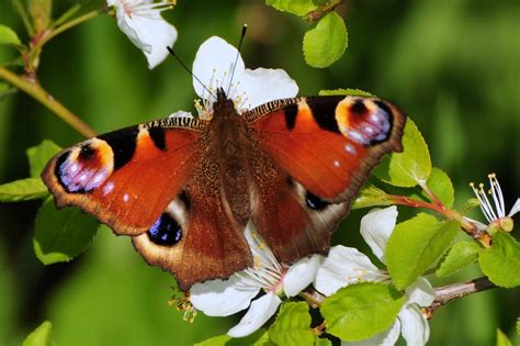 50 Best Wildlife Photography To Get Inspire