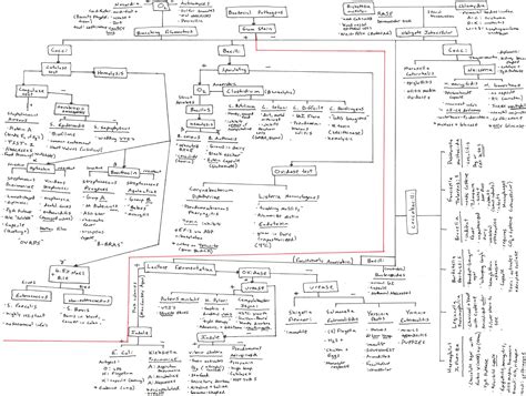 Gram Positive Bacteria Flow Chart