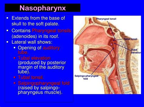 Ppt Nose Nasal Cavity Paranasal Sinuses And Pharynx Powerpoint