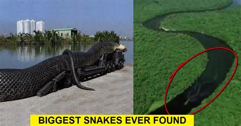 6 Biggest Snakes Ever Found In The World Genmice