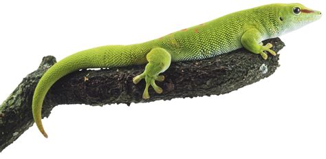 Facts About Geckos Where Do Geckos Live Dk Find Out