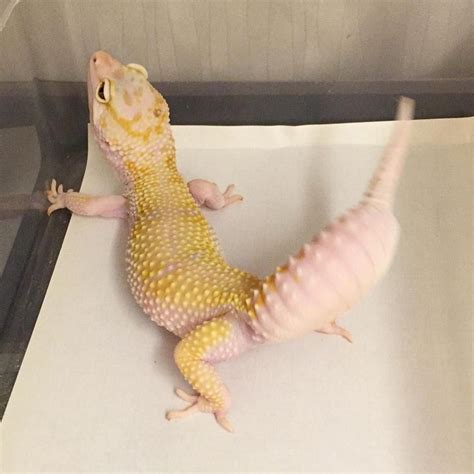 Albums 103 Pictures Leopard Gecko Types With Pictures Completed