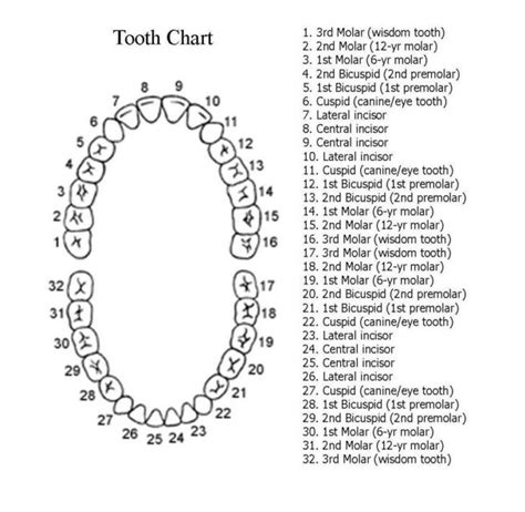 Numbering Of Teeth Diagram Numbering Dental Charting Dentali