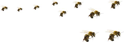 Download Flying Bee Png Honeybee Png Image With No Background