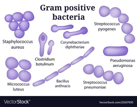 Gram Negative Rods Bacteria List