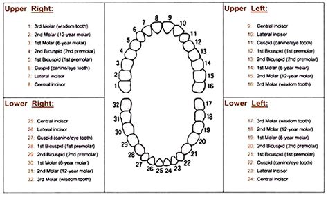 Dental Tooth Numbering Practice Chart Tooth Chart Dental Charting