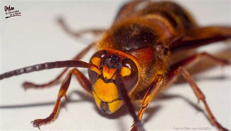 Can Mexico Expect Killer Hornets No Says Unam Scientist