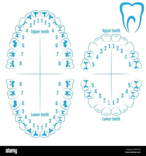 Orthodontist Human Tooth Anatomy Vector With Numbering Of Teeth Of An