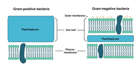 Gram Positive Bacteria Labeled