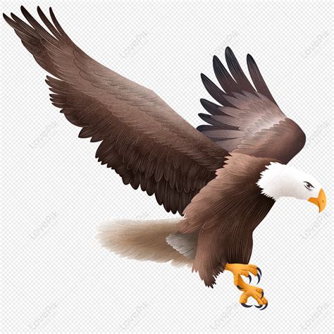 Águila Volando Png Imágenes Gratis Lovepik