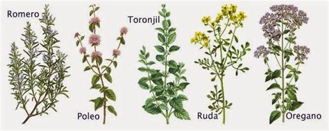 Imagenes De Plantas Medicinales Y Sus Nombres Para Colorear Imagui