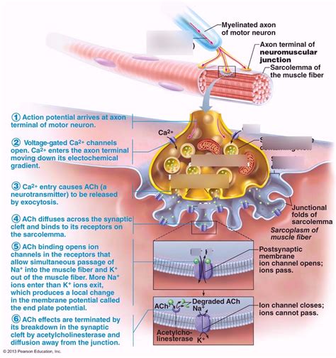 Neuromuscular Junction Phase 1 Diagram Quizlet