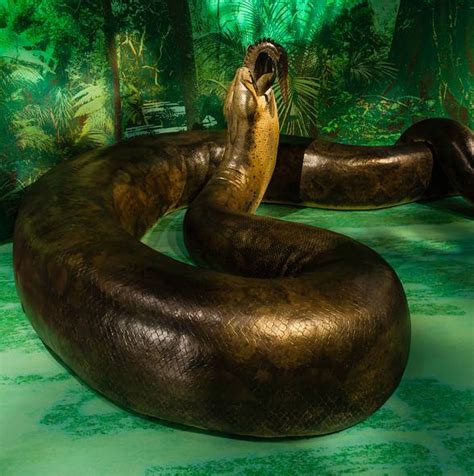 Titanoboa The Largest Snake