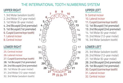 Pediatric Tooth Numbering Chart