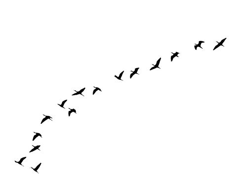 Flying Bird Bird In Flight Nature Illustration Dynamic Design Png Png All