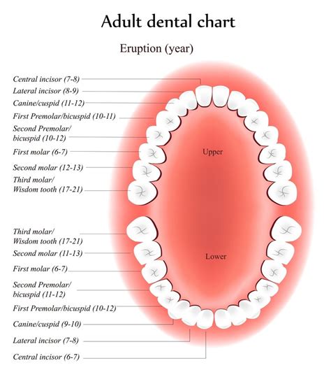 Dental Tooth Numbers Chart Teeth Numbers And Names System Dental