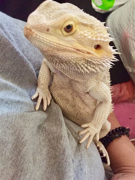 Gliding Lizards As Pets