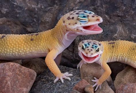 Where Can You Find Geckos Living In The Wild Pet Geckos