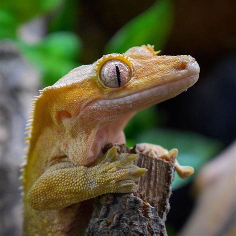 Pin By The Spork Queen On Crested Gecko Cute Reptiles Animals