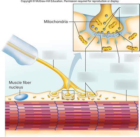 Chapter 8 Neuromuscular Junction Diagram Quizlet