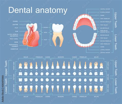 Human Dental Anatomy Tooth Anatomy Numbering Infographics Sectional