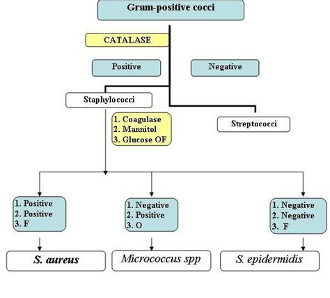 Microbiology Gram Positive Cocci Flow Chart Bacteria Gram Stain